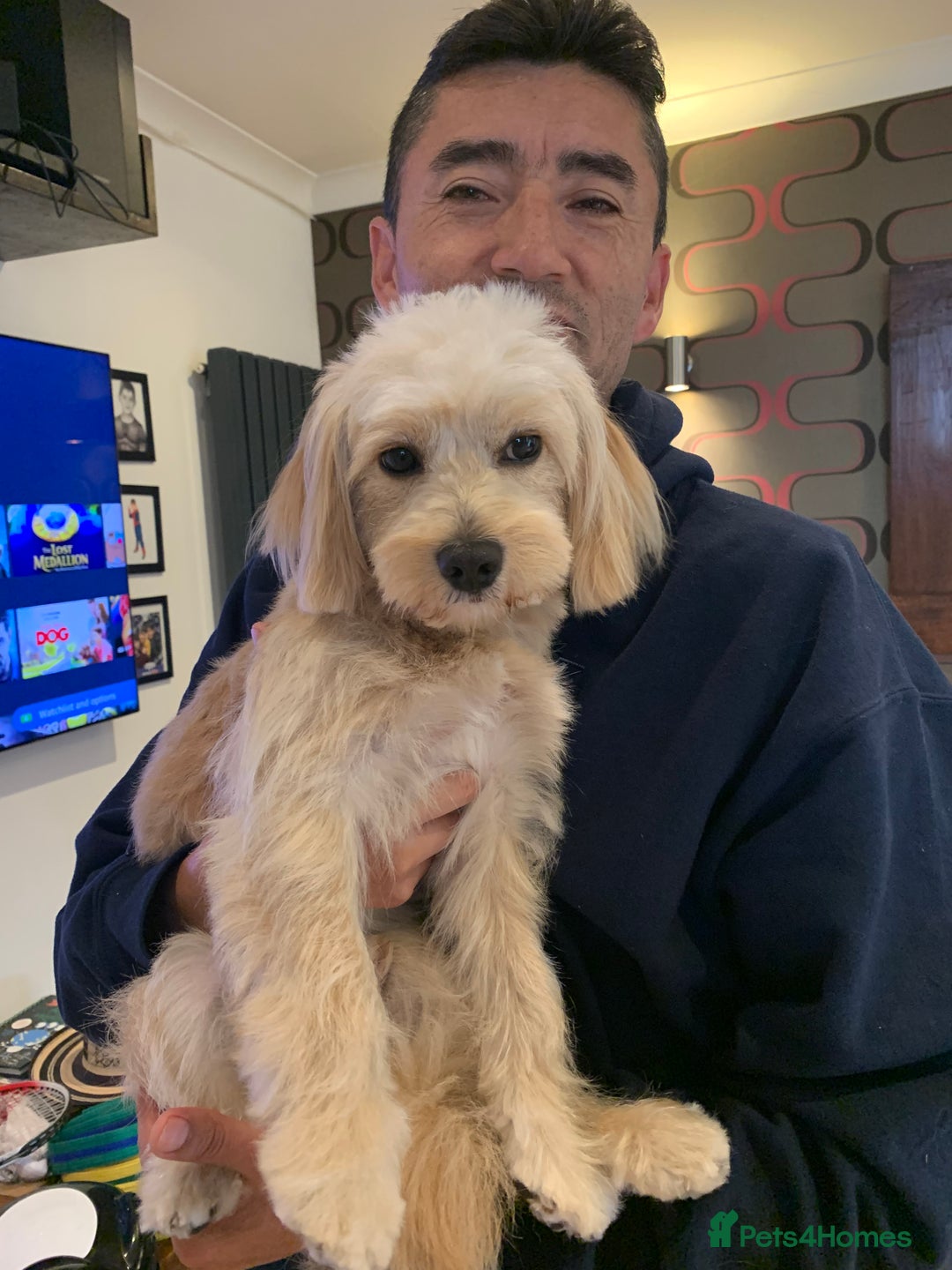 Cavapoochon dogs for stud: 🐾 Stud Available – Meet Eggy the Cavapoochon! 🐾 - Advert 16