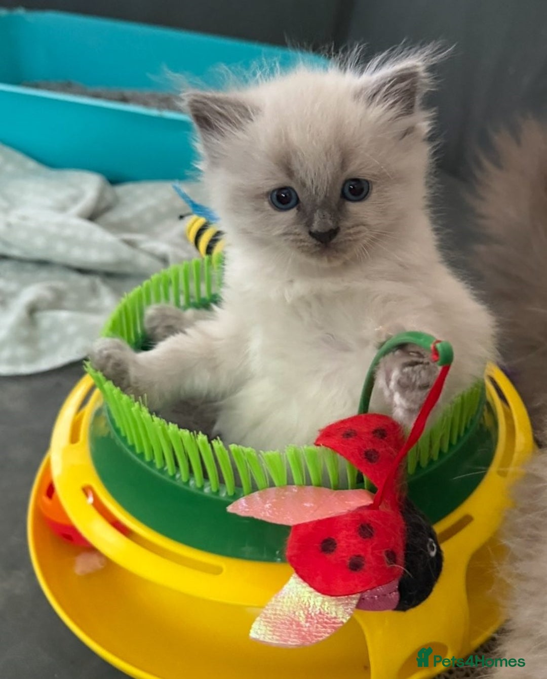 Ragdoll cats for sale: Talented super blueish eyes Rag dolls - Advert 1
