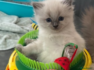 Ragdoll cats for sale: Talented super blueish eyes Rag dolls - Advert 1