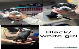 Mixed Breed dogs for sale: Dalmapoo - Image 2