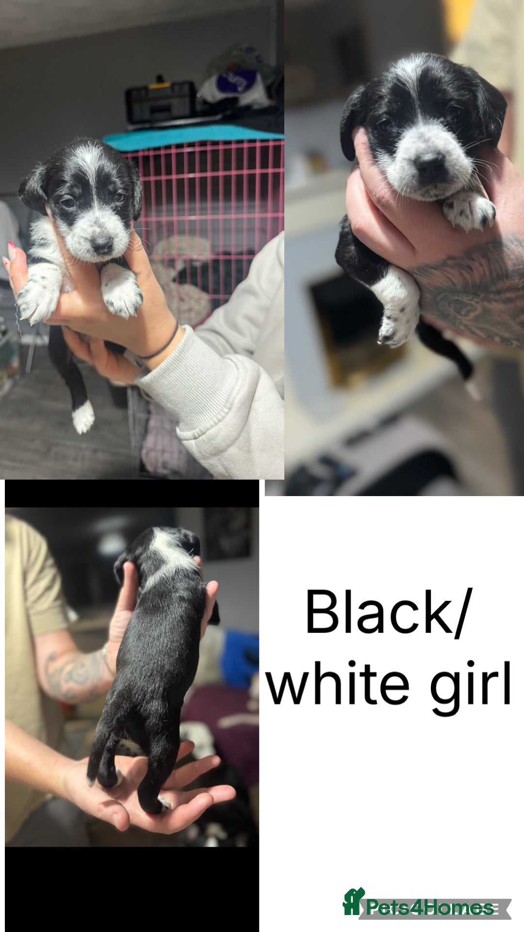 Mixed Breed dogs for sale: Dalmapoo - Image 2