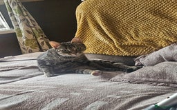 Domestic Shorthair cats for sale: 2 little boy kittens - Image 2