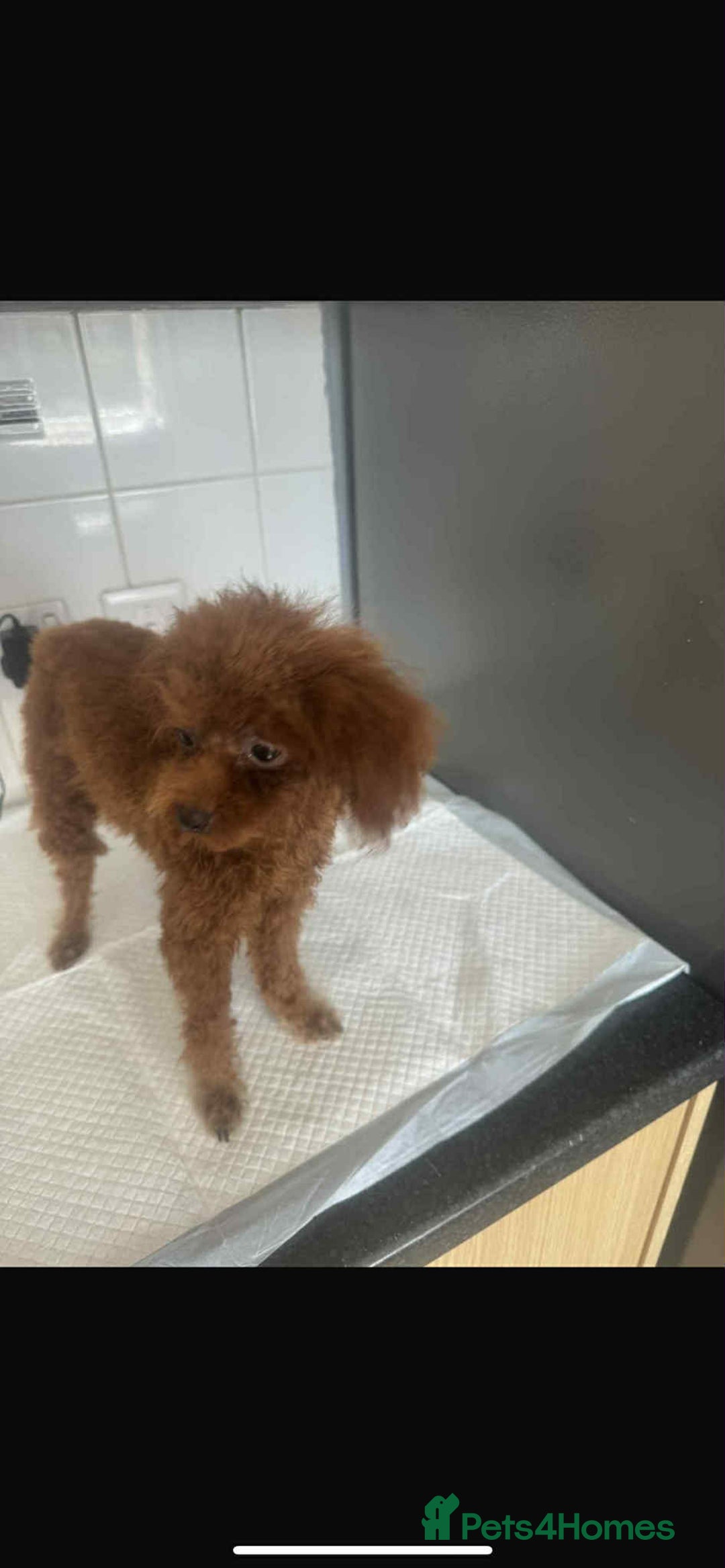 Toy Poodle dogs for sale: Asian toy poodle  - Image 5