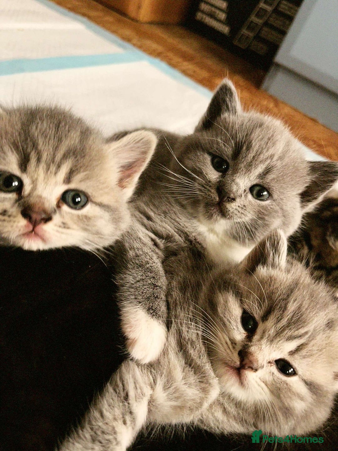 Scottish Fold cats for sale: Cute&Cuddy Scottish fold kittens - Image 10