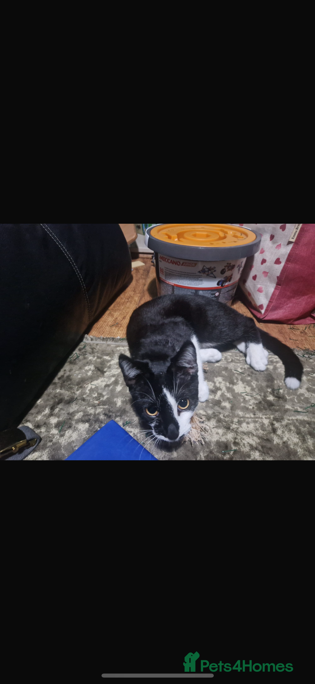 Mixed Breed cats for sale: Rescue cats- adults 🧡 - Advert 2