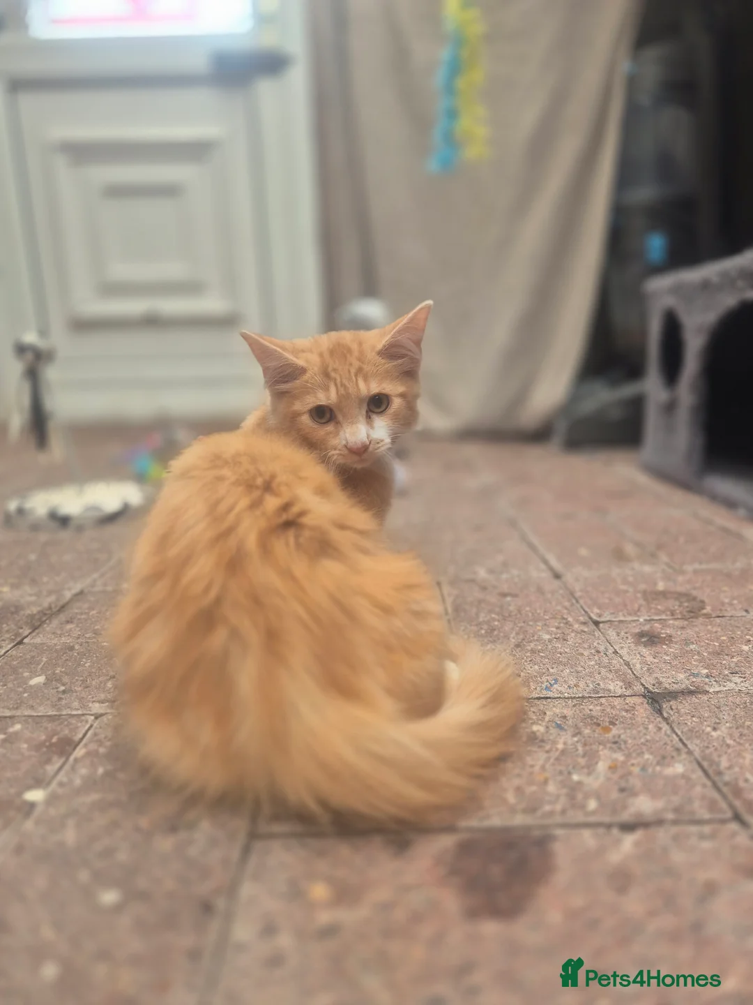 Maine Coon cats for sale: Maine coon kitten - Advert 3