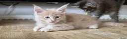 Maine Coon cats for sale: Beautiful, well handled Maincoon kittens  - Advert 2