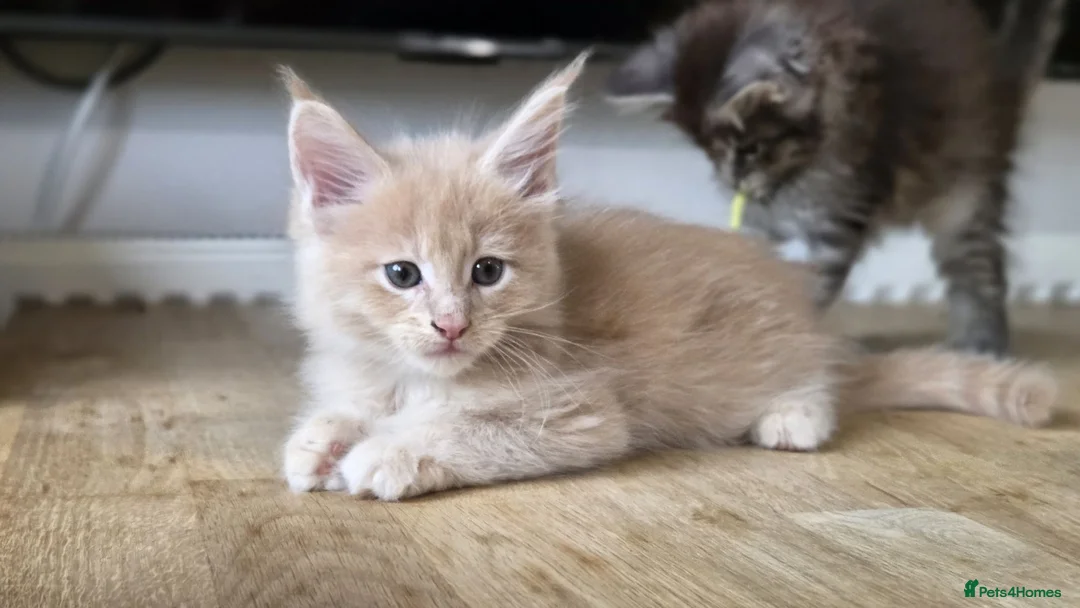 Maine Coon cats for sale: Beautiful, well handled Maincoon kittens  - Advert 2