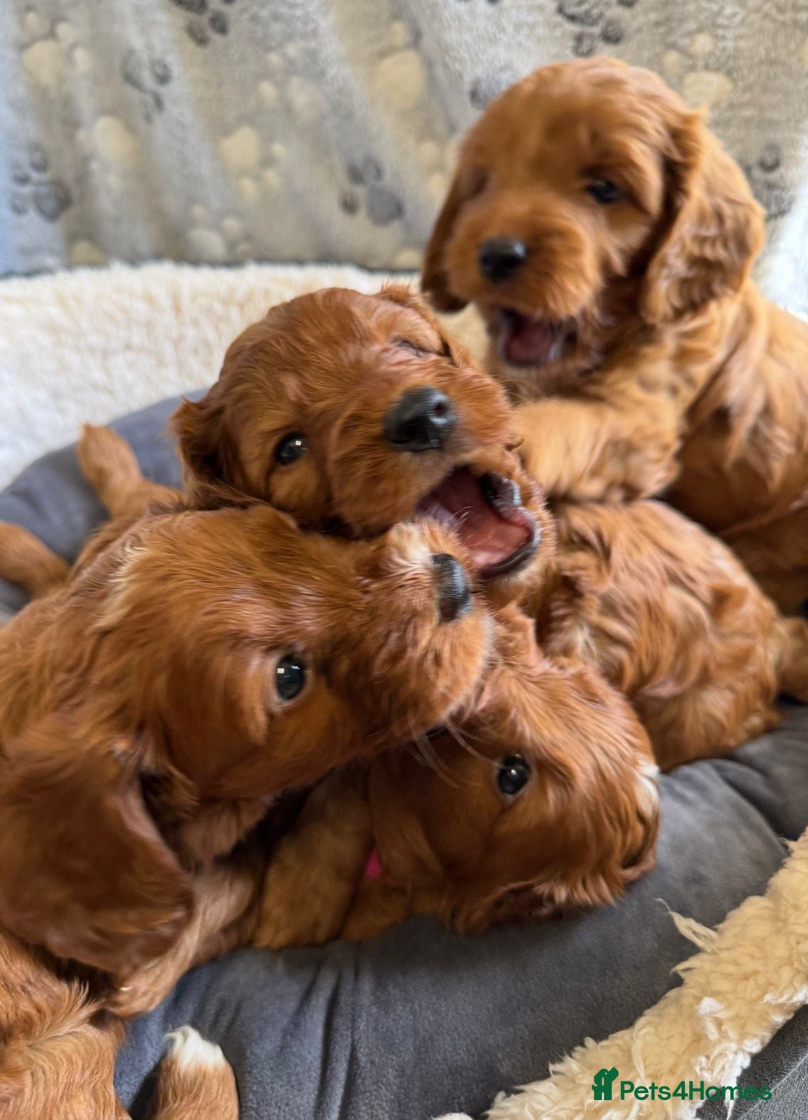 Cockapoo dogs for sale: 🐶✨F1 RED COCKERPOOS puppies 🐶✨ - Advert 1