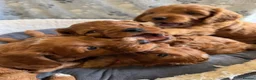 Cockapoo dogs for sale: 🐶✨F1 RED COCKERPOOS puppies 🐶✨ - Advert 1