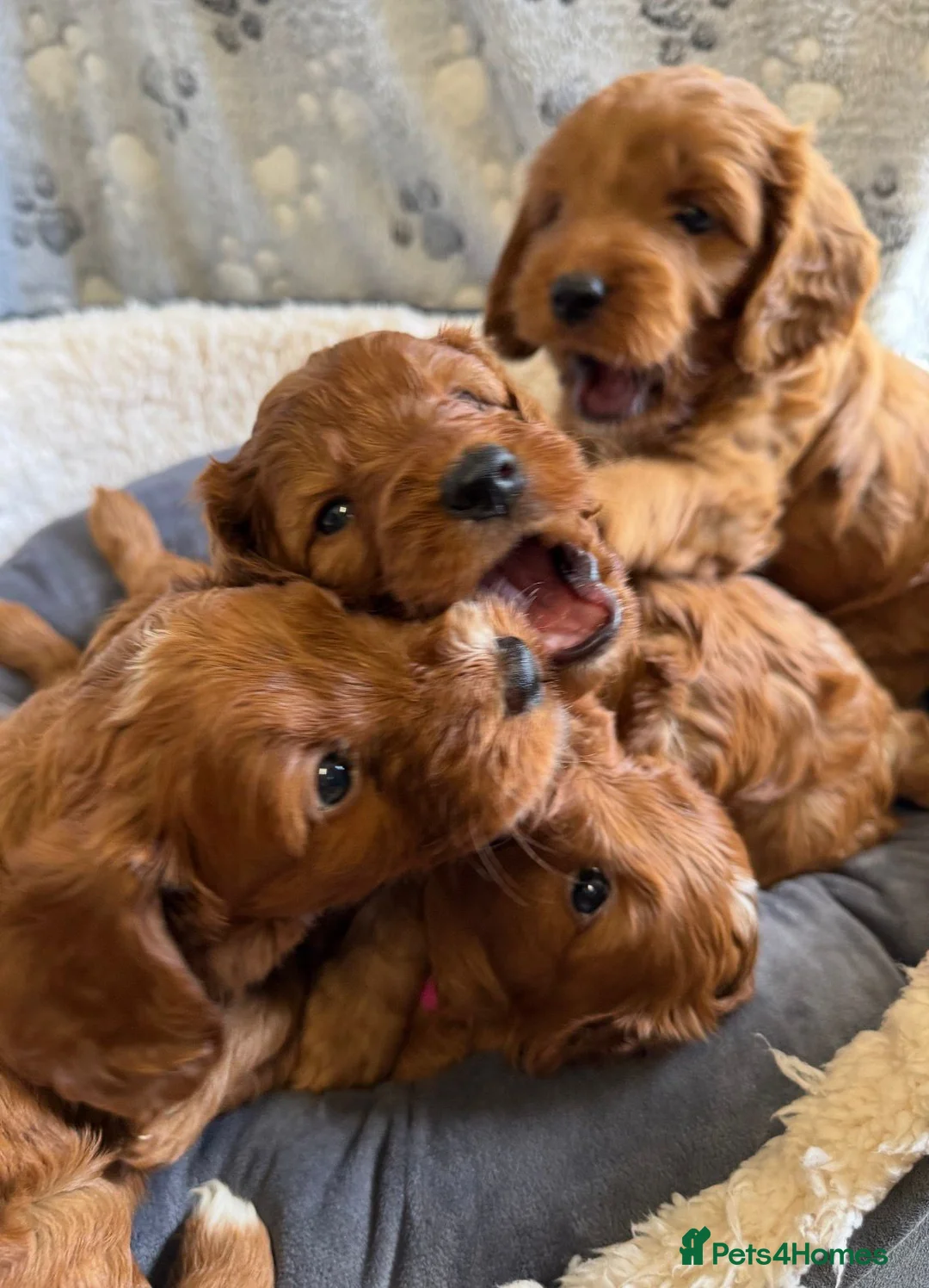 Cockapoo dogs for sale: 🐶✨F1 RED COCKERPOOS puppies 🐶✨ - Advert 1