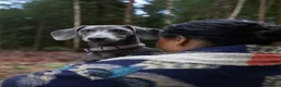 Miniature Dachshund dogs for stud: Blue KC Registered Miniature Daschund STUD in London - Advert 1