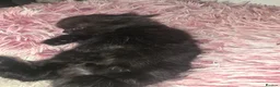Mixed Breed cats for sale: Tabby and 2 black kittens - Advert 10