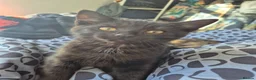 Mixed Breed cats for sale: Cats for sale - Advert 14