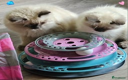 Ragdoll cats for sale: Blue Point Ragdoll Kittens for sale   - Image 17