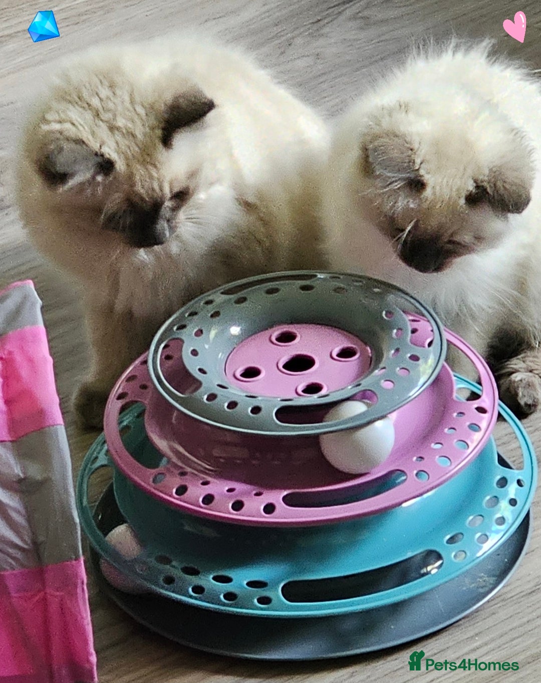 Ragdoll cats for sale: Blue Point Ragdoll Kittens for sale   - Image 17