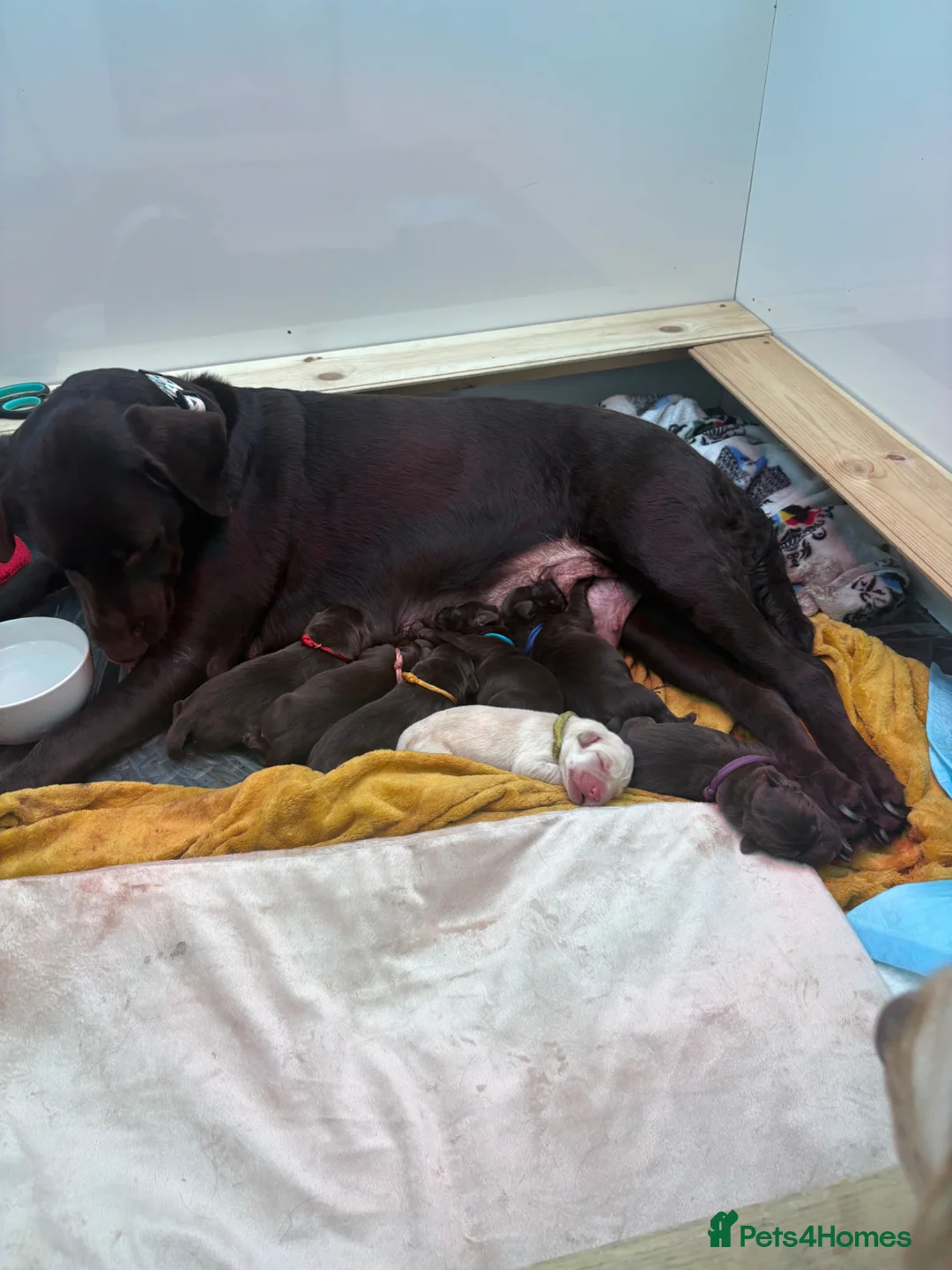 Labrador Retriever dogs for sale: Family breed labradors  - Advert 2