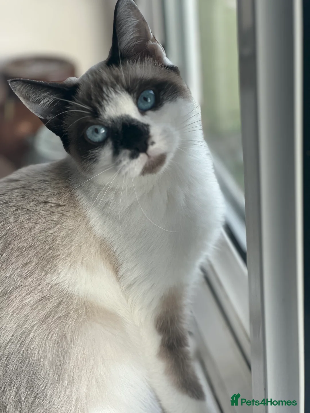 Mixed Breed cats for sale: Kitten for sale  in Stevenage - Advert 1