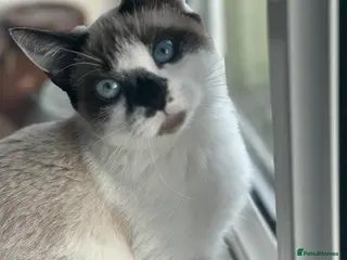 Mixed Breed cats Kitten for sale in Stevenage - Advert 4