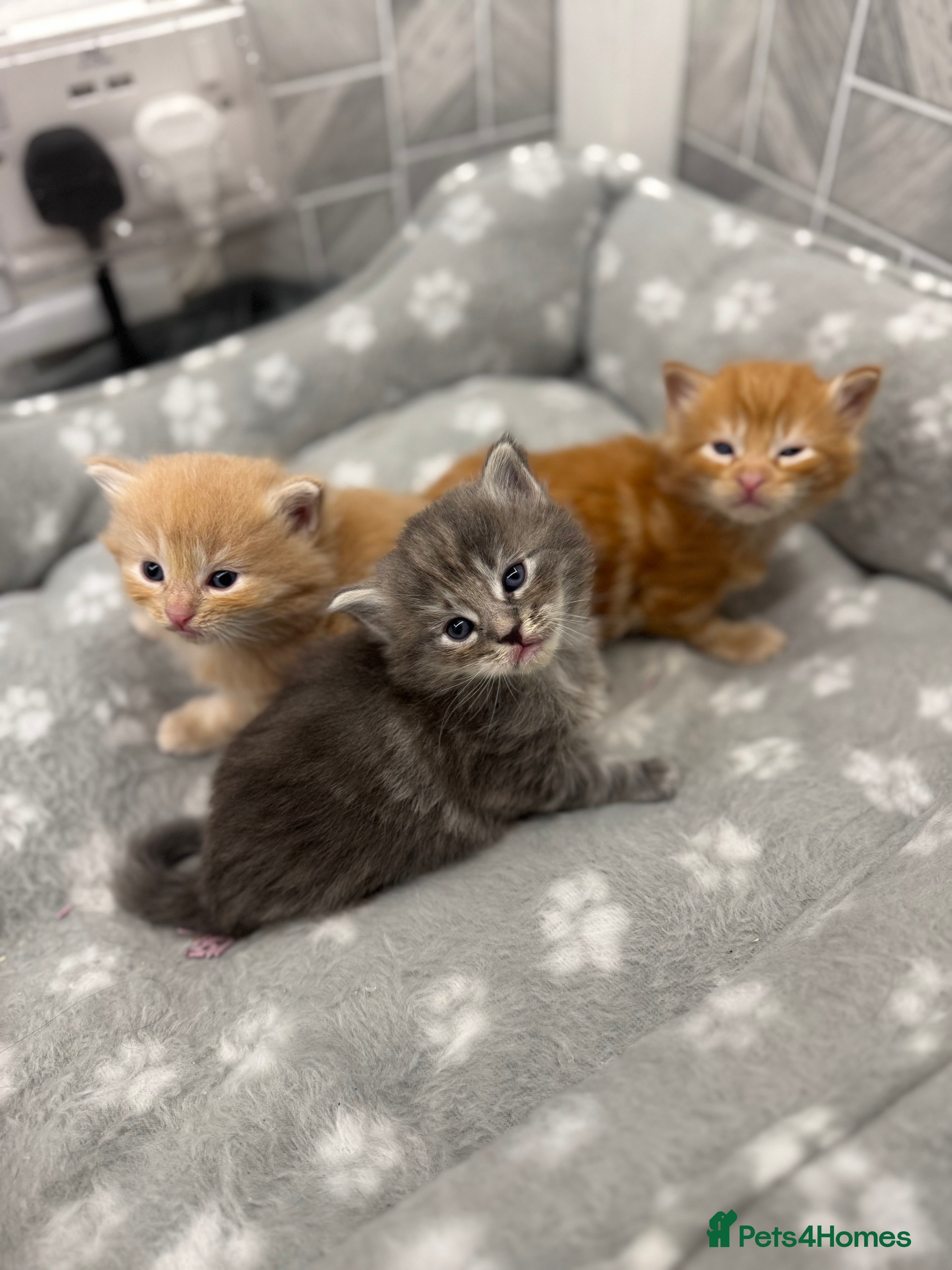 Ragcoon cats Ready in 2 weeks MaineCoon x kittens  - Advert 15