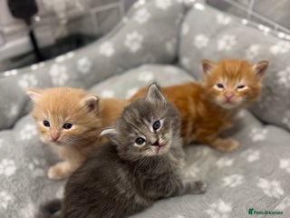 Ragcoon cats Ready in 2 weeks MaineCoon x kittens - Advert 2