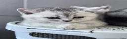 British Shorthair cats for sale: Kittens for sale  - Advert 7
