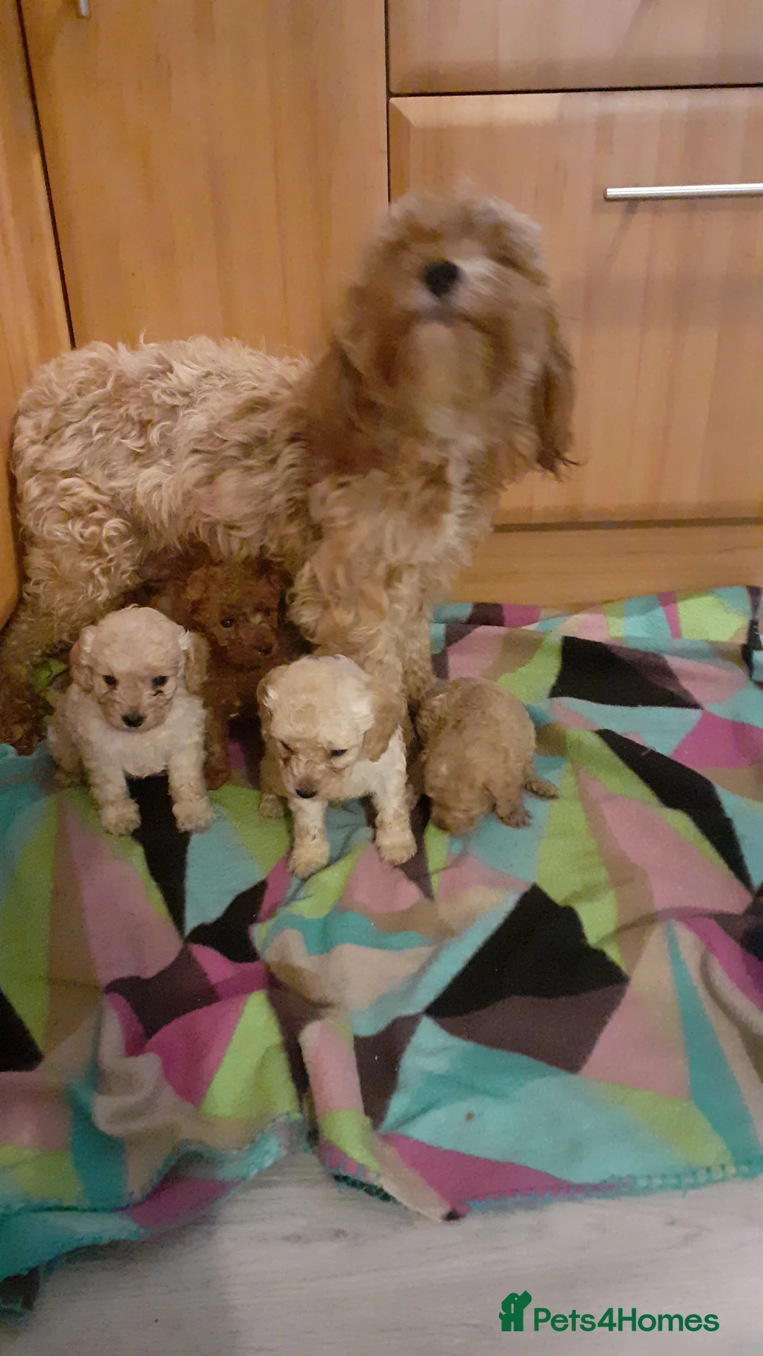 Cavapoo dogs for sale: Cavapoo pups for sale - Advert 17