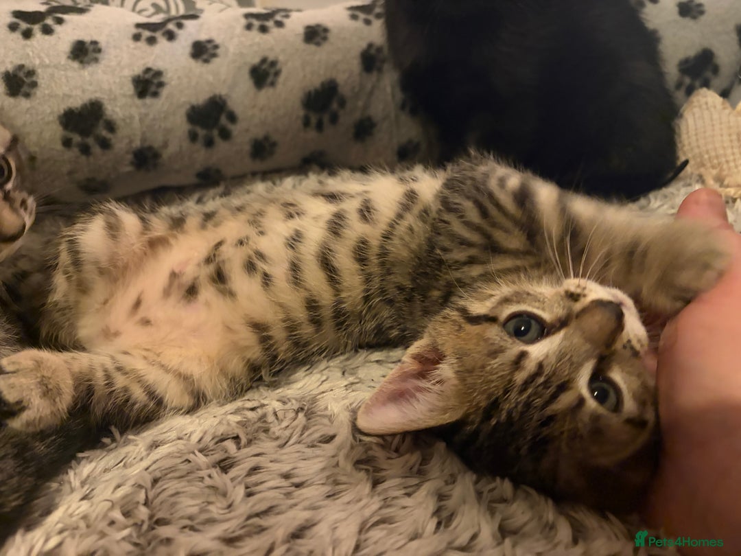 Mixed Breed cats for sale: 4 beautiful kittens  - Image 16