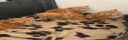 Domestic Shorthair cats for sale: Stunning ginger kittens  in Kinross - Advert 8