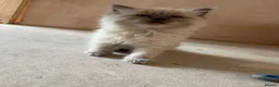 Ragdoll cats for sale: Ragdoll kittens TICA registered  - Advert 5