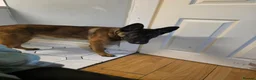 German Shepherd dogs for stud: German Shepherd for stud outstanding boy  - Advert 4