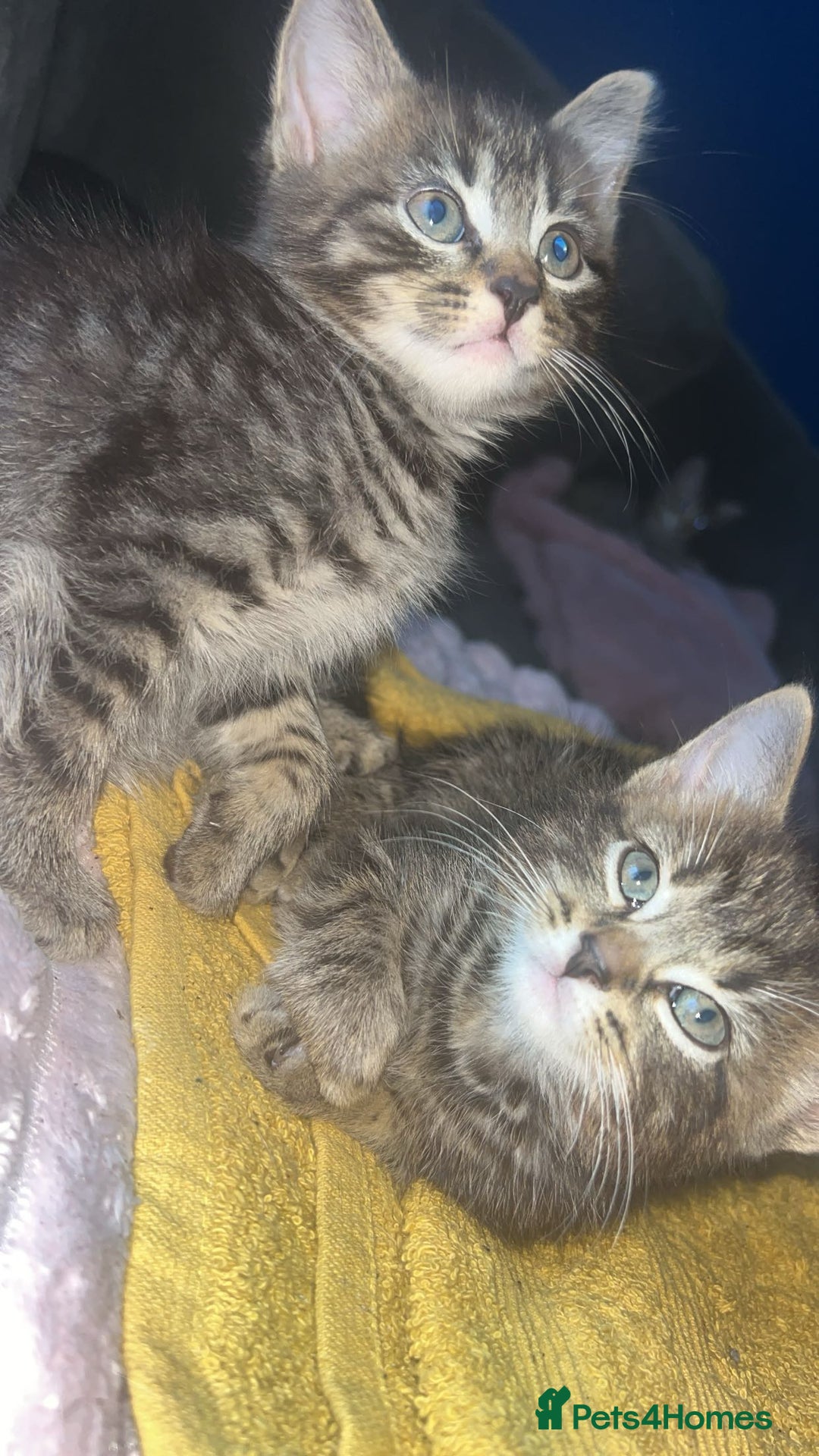 Domestic Shorthair cats for sale: beautiful tabby kittens  - Image 2