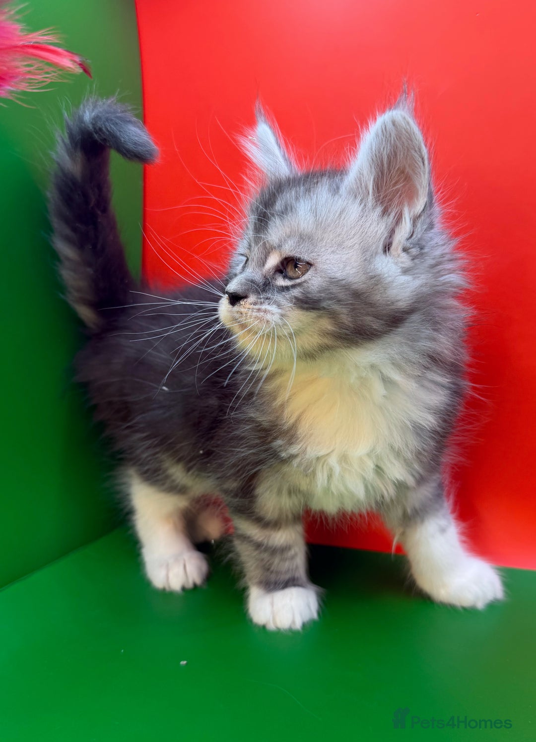 Maine Coon cats for sale: Maine Coons with Tests, Papers, Vet Checks & Vacc. - Advert 11