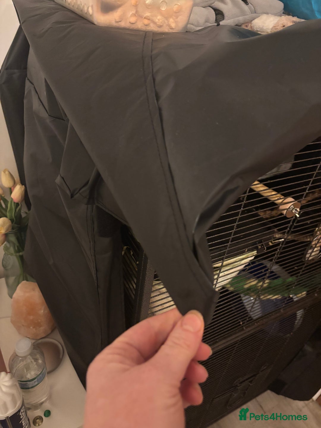 Sugar Glider rodents for sale: 3x male suger gliders with cage and accessories  - Advert 4