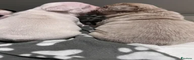 French Bulldog 3