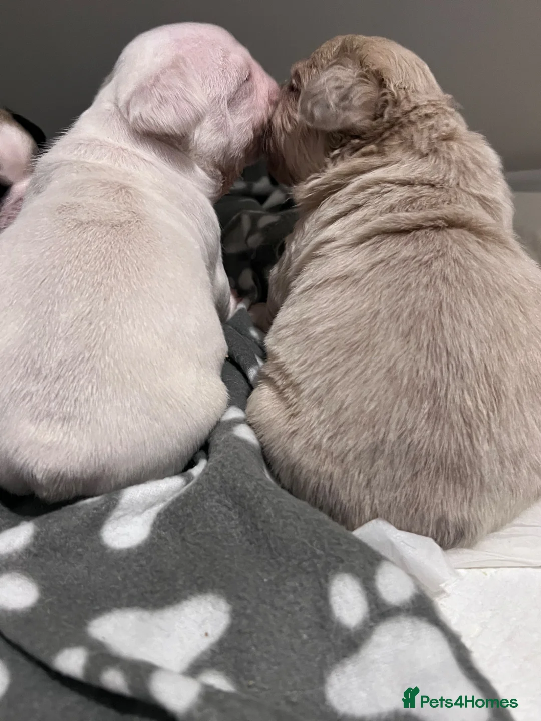 French Bulldog dogs for sale: Last girl available  - Advert 14