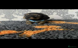 Miniature Dachshund dogs for sale: Kc miniature dachshund  - Image 11