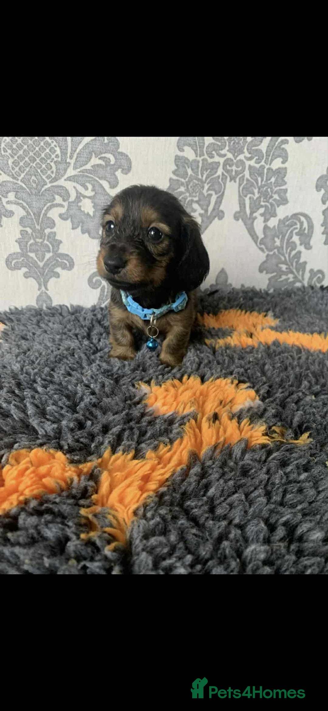 Miniature Dachshund dogs for sale: Kc miniature dachshund  - Image 11