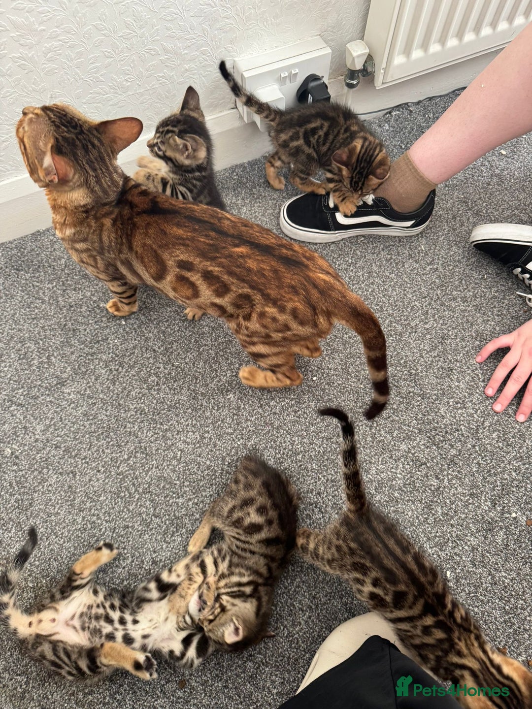 Bengal cats for sale: Beautiful Bengal mixed kittens - Image 24