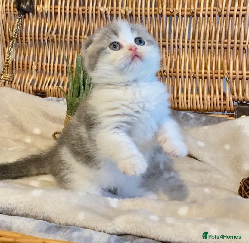 Scottish Fold cats 🧸😻CHAMPION LINE TICA ACTIVE SCOTTISH/BSH😻🧸 - Advert 6
