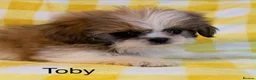 Shih Tzu dogs for sale: Beautiful Shih Tzu puppies  - Advert 13
