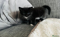 Mixed Breed cats for sale: Kittens half Russian blue  - Image 11