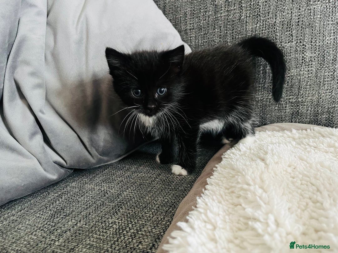 Mixed Breed cats for sale: Kittens half Russian blue  - Image 11