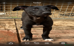 Lurcher dogs for sale: Gorgeous Lurcher pup!  - Image 3