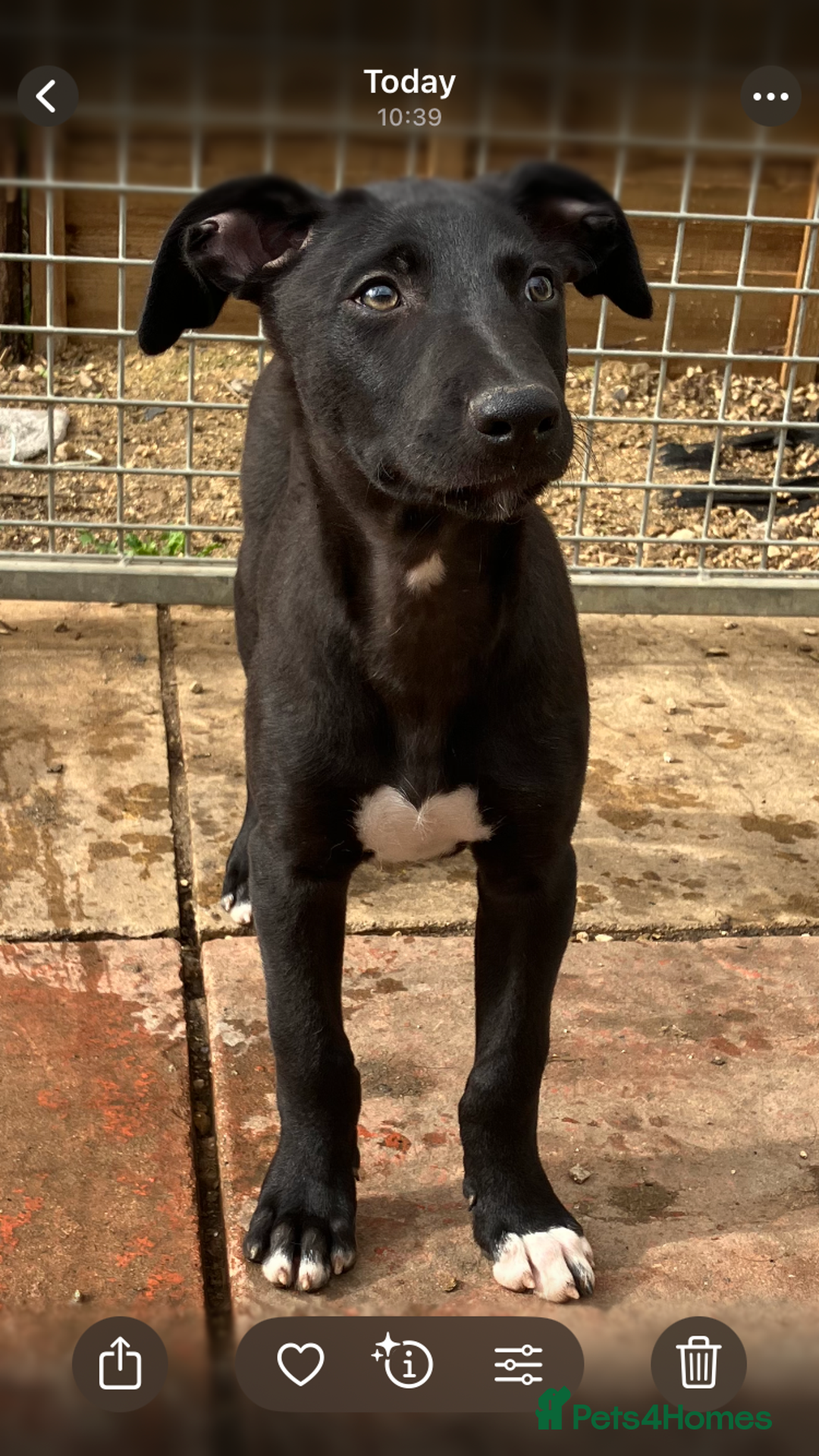Lurcher dogs for sale: Gorgeous Lurcher pup!  - Image 3