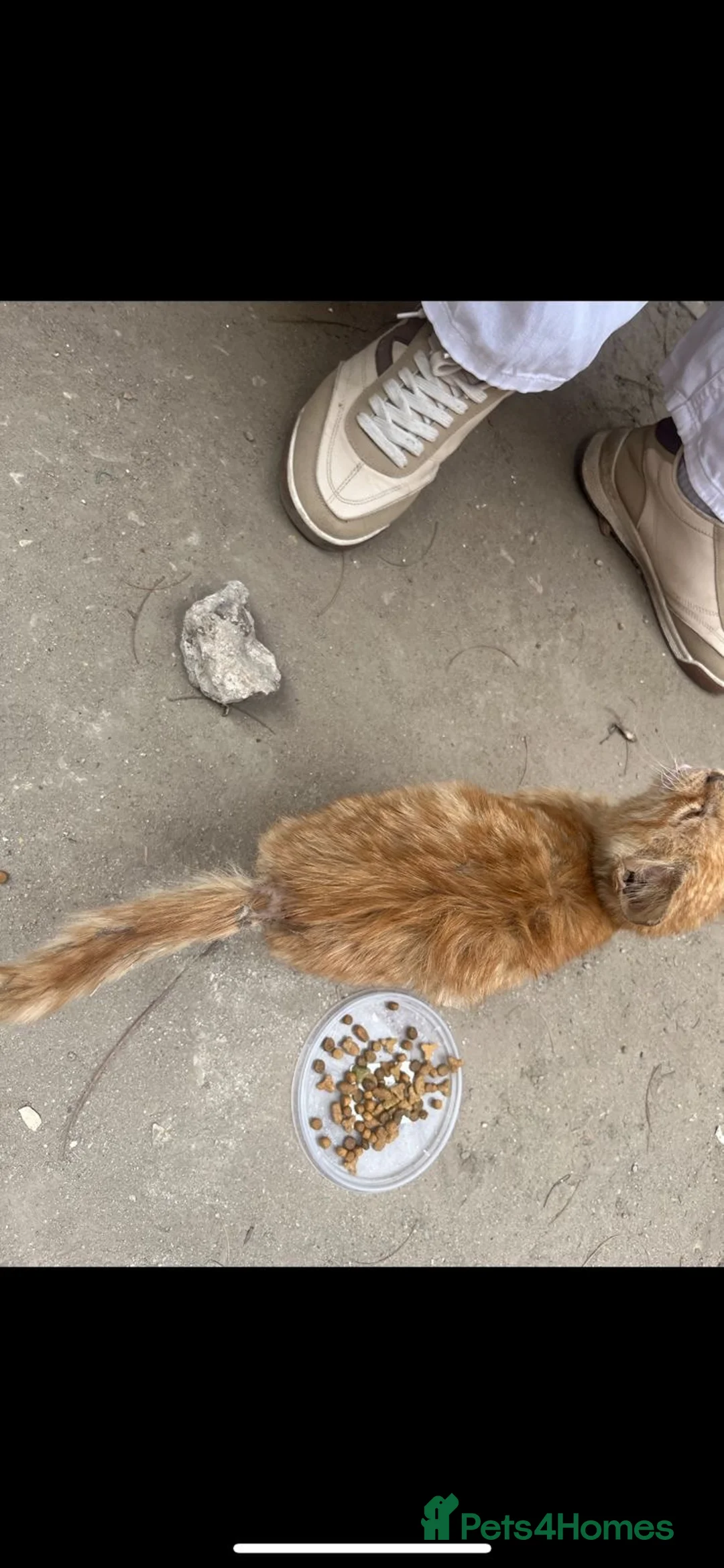 Egyptian Mau cats for adoption: Baby tmtm  - Advert 2