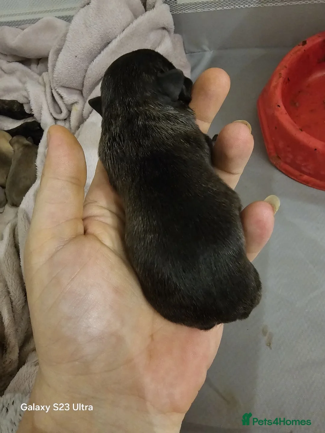 French Bulldog dogs for sale: French bulldog puppys for sale  - Advert 18