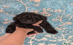 Toy Poodle dogs for sale: Two male health tested toy poodles - Image 4