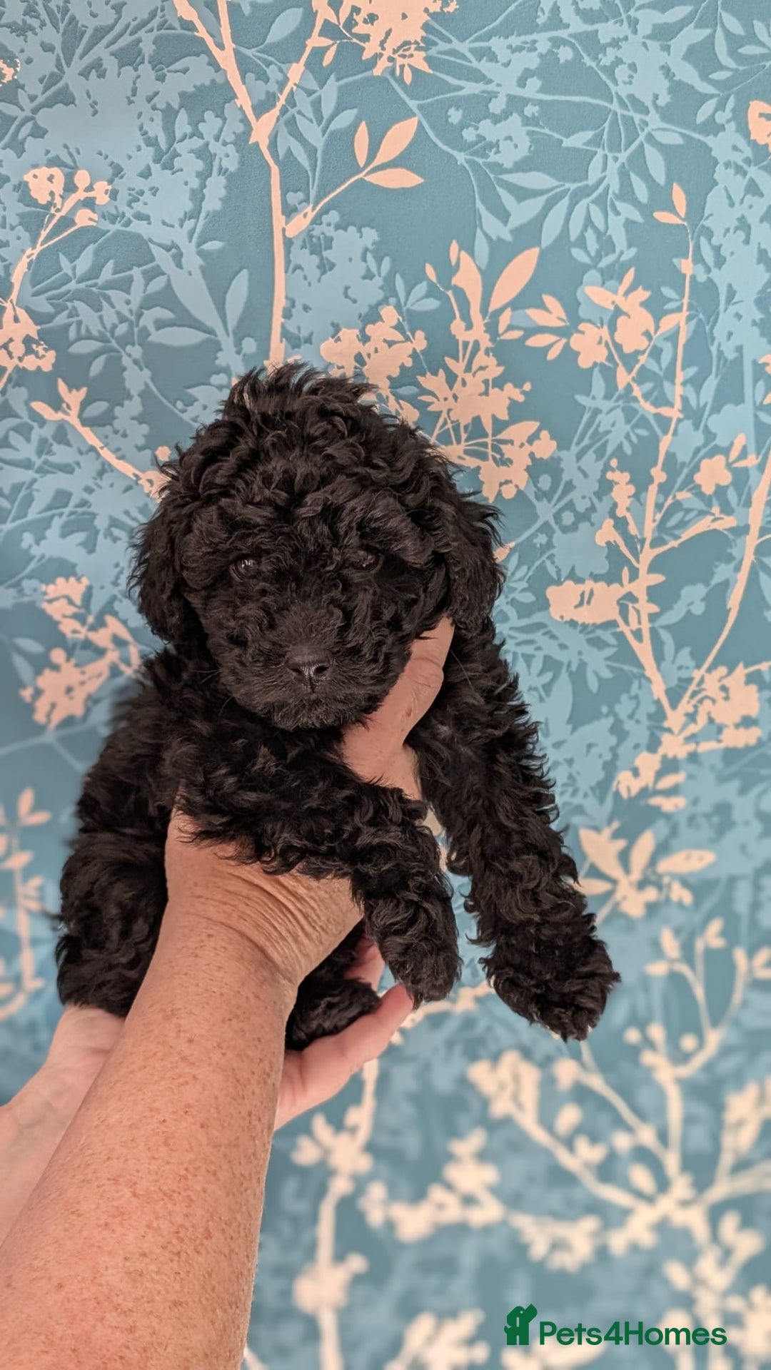 Toy Poodle dogs for sale: Two male health tested toy poodles - Image 4