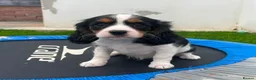 Cavapoo dogs for sale: COCKERLIERPOO puppies for sale - Advert 10